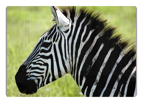 Zebragesicht