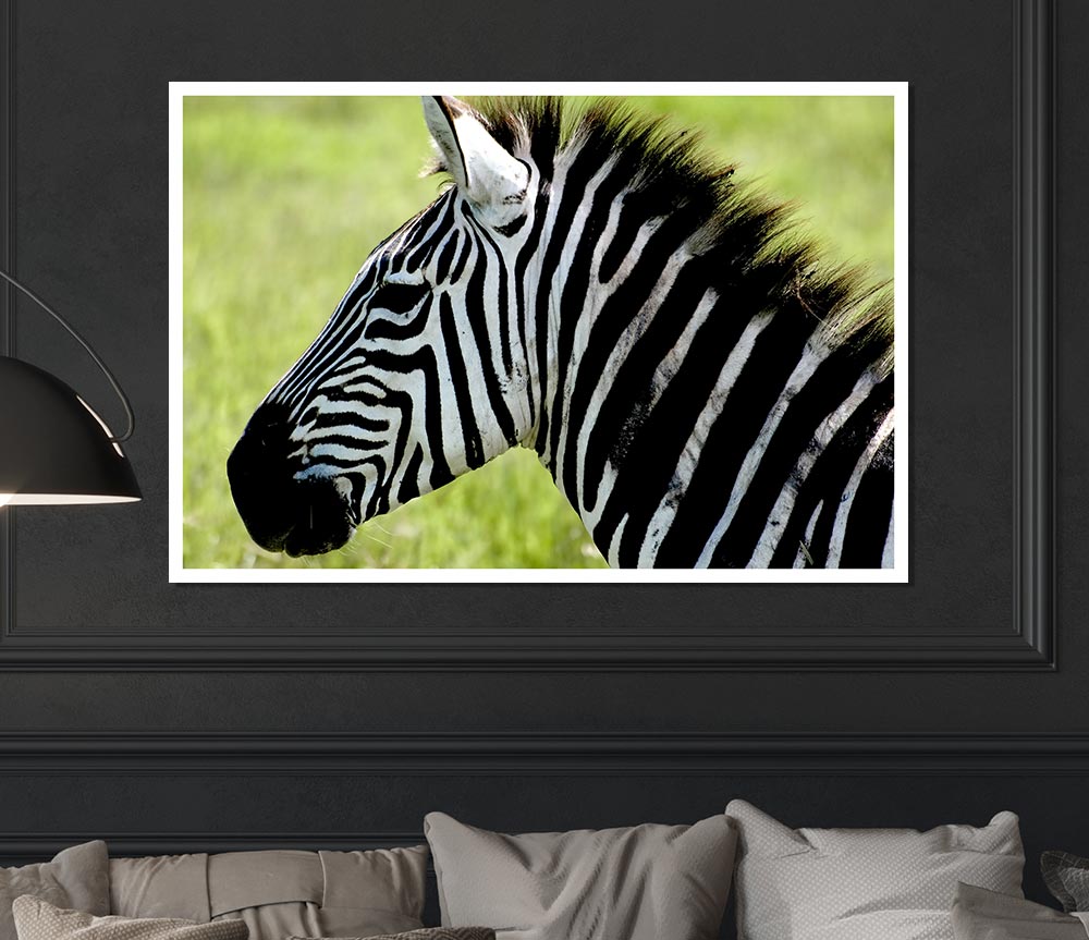 Zebra Face Side Print Poster Wall Art