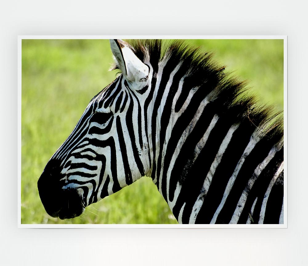 Zebra Face Side Print Poster Wall Art