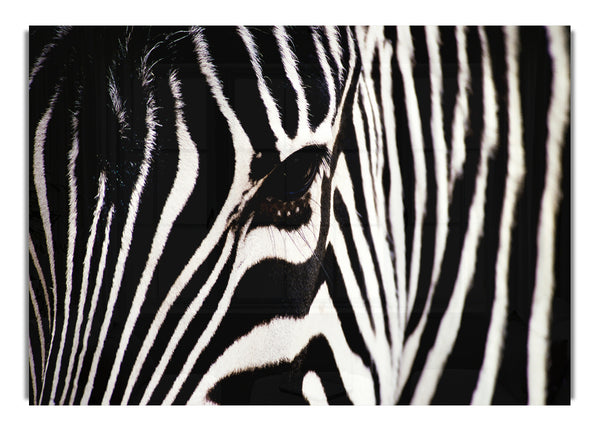 Zebragesicht 1