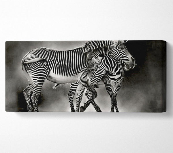 Zebra Love