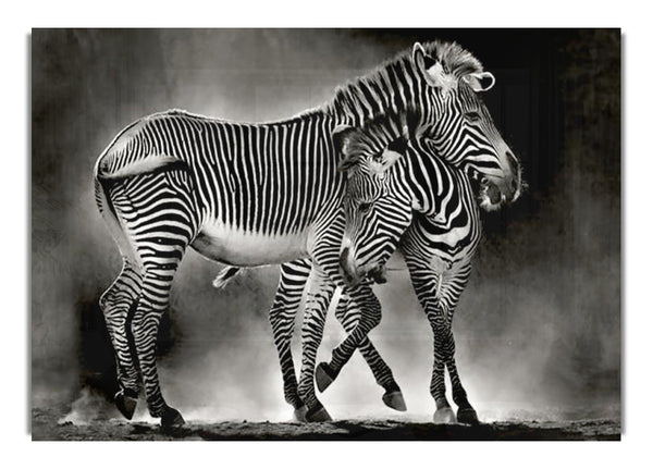 Zebra Love