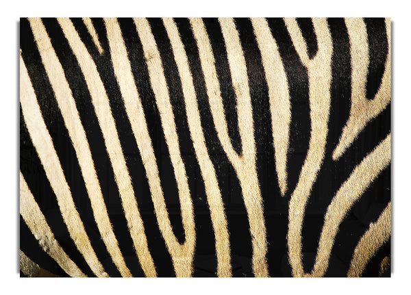 Zebra Pattern