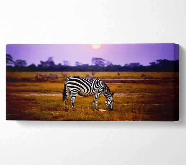 Zebra Sunset