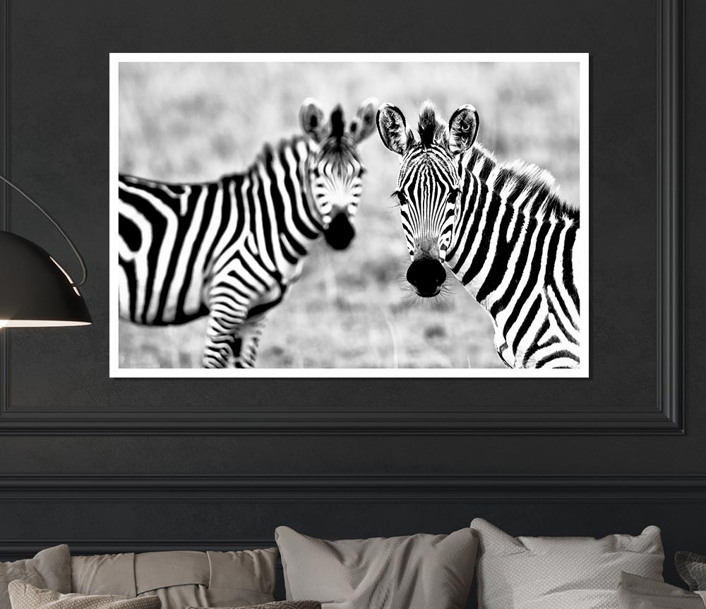 Zebra Twins Print Poster Wall Art