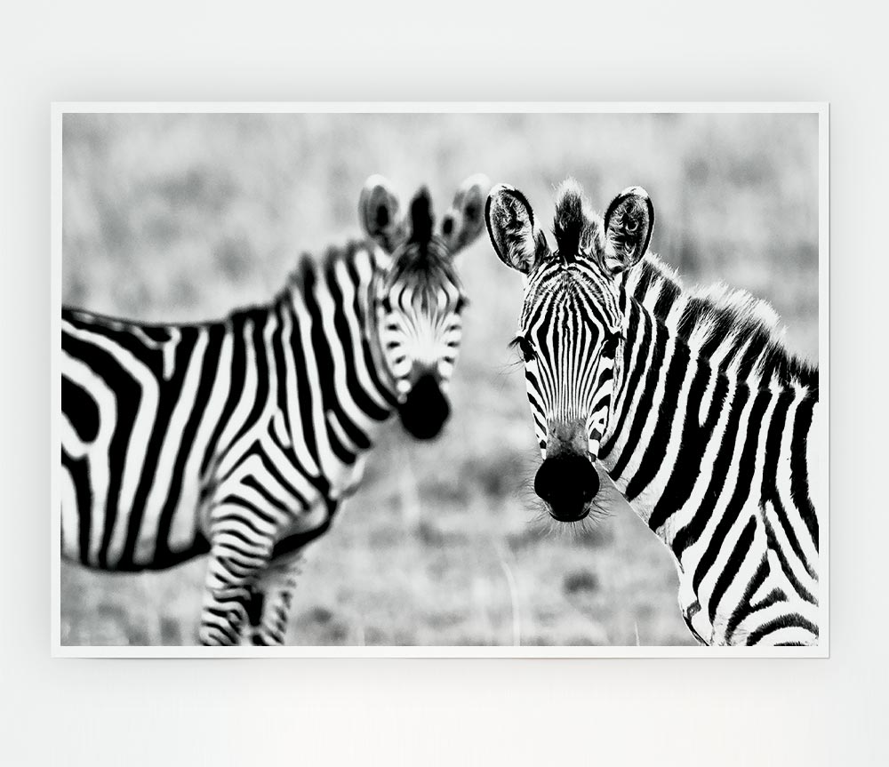 Zebra Twins Print Poster Wall Art