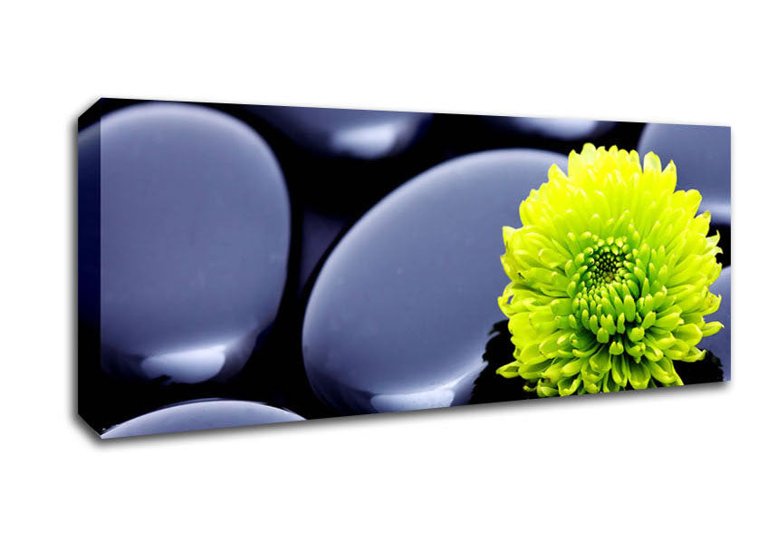 Picture of Black Zen Stones And A Yellow Mum Panoramic Canvas Wall Art