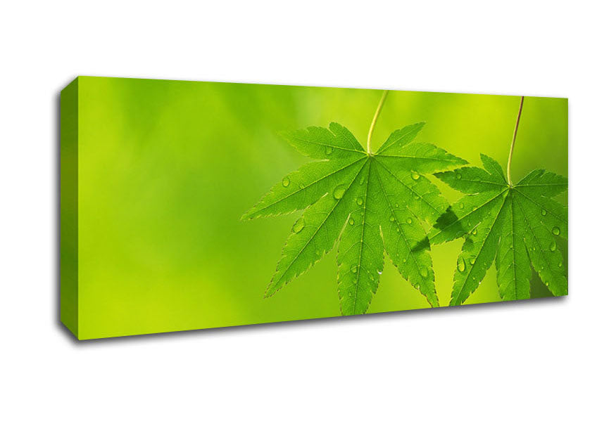 Picture of Branch With GreenDewsdrop Leaves Panoramic Canvas Wall Art