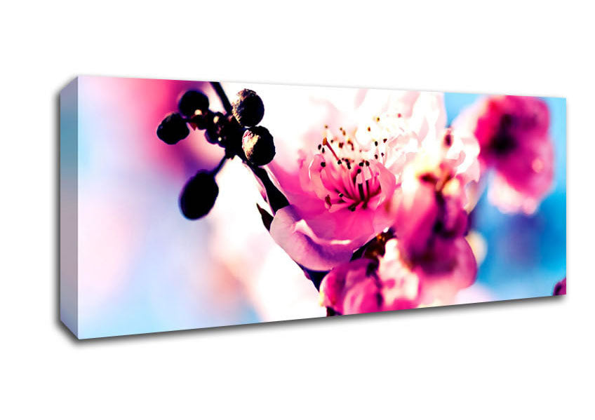 Picture of Beautiful Cherry Blossom Panoramic Canvas Wall Art