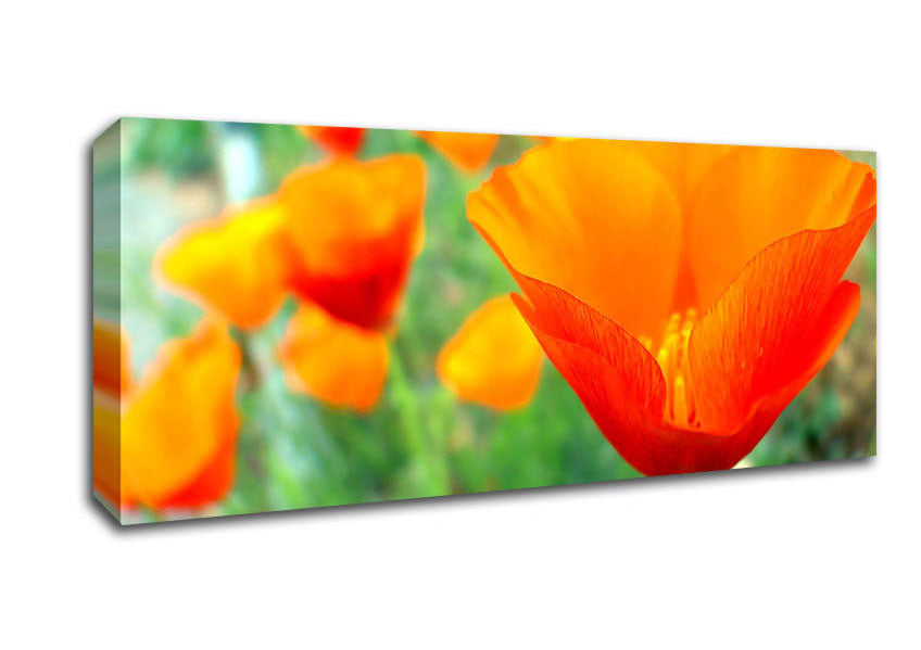 Picture of California Poppies Orange Panoramic Canvas Wall Art