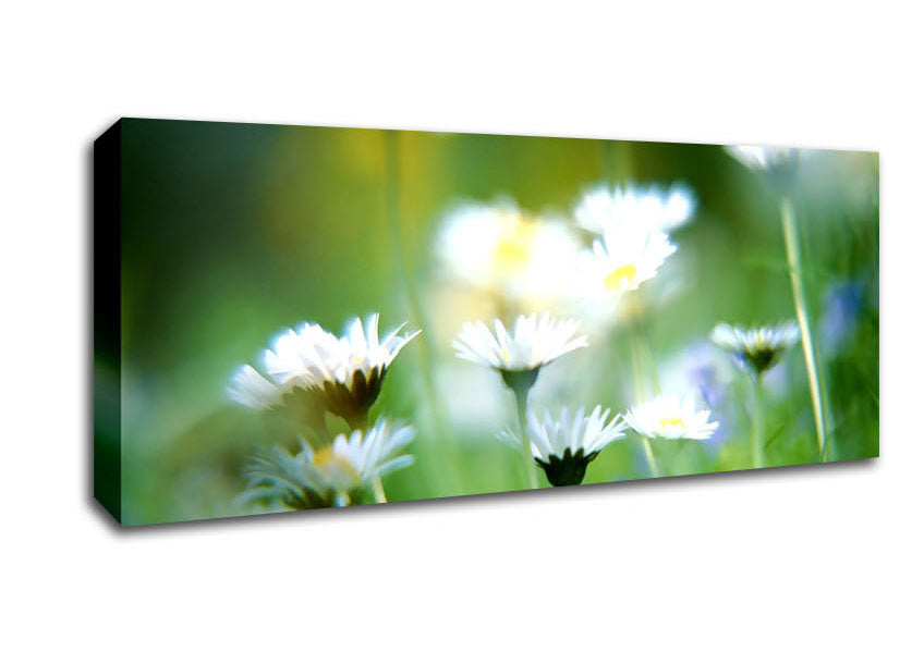 Picture of Blurry Daisies Panoramic Canvas Wall Art