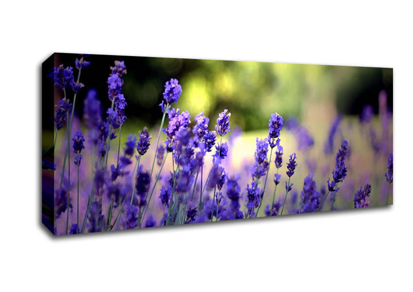 Picture of Beautiful Lavender Flowers Panoramic Canvas Wall Art