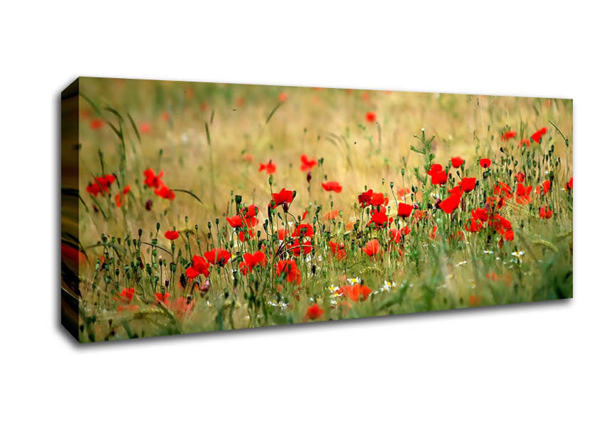 Picture of Poppies In The Field Panoramic Canvas Wall Art