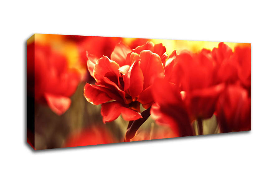 Picture of Beautiful Red Flowers Panoramic Canvas Wall Art