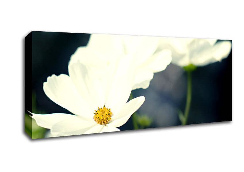 Picture of Beautiful Soft White Petals Panoramic Canvas Wall Art