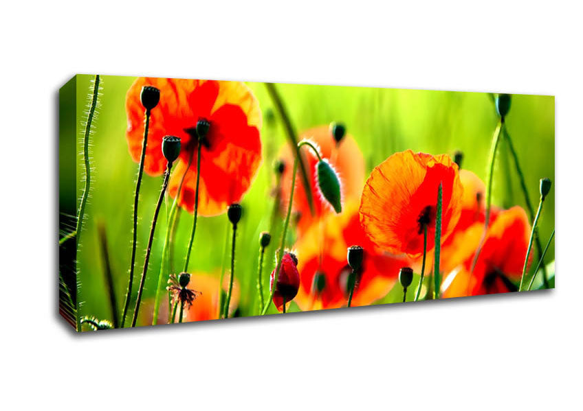 Picture of Beautiful Poppies Panoramic Canvas Wall Art