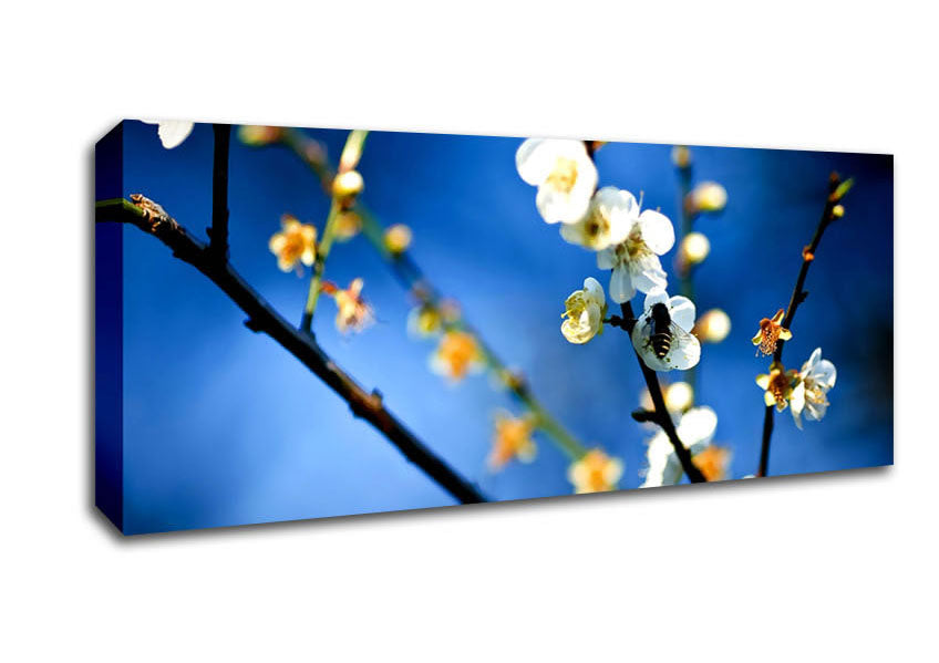 Picture of Bee On White Flowers Panoramic Canvas Wall Art