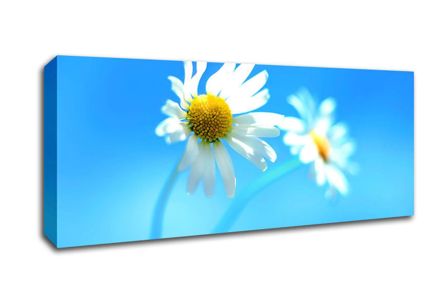 Picture of Duo Daisy Skies Panoramic Canvas Wall Art