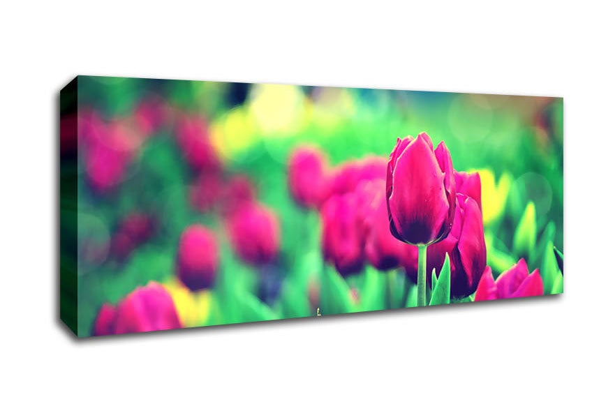 Picture of Cerise Tulip Garden Panoramic Canvas Wall Art