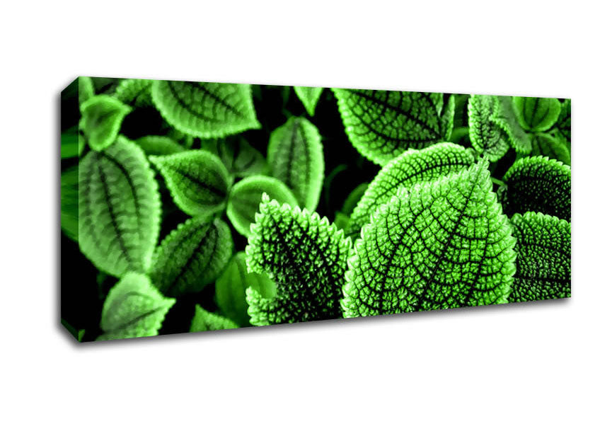 Picture of Beautiful Green Leaves Panoramic Canvas Wall Art