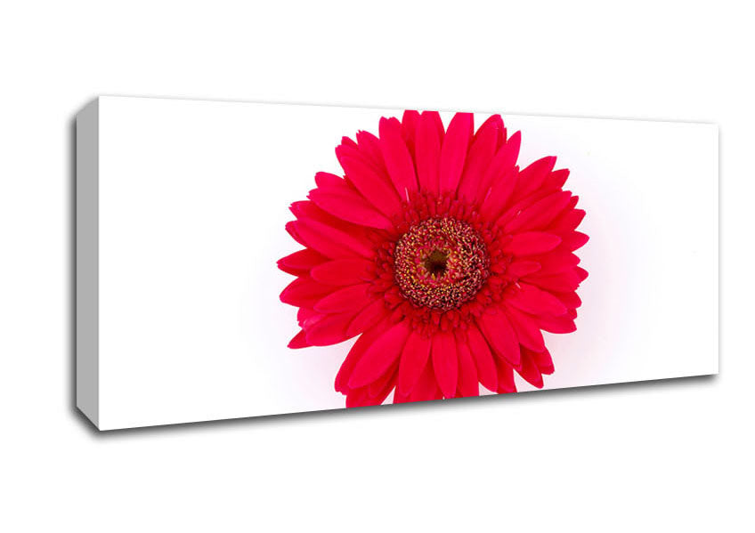 Picture of Cerise Gerbera Panoramic Canvas Wall Art