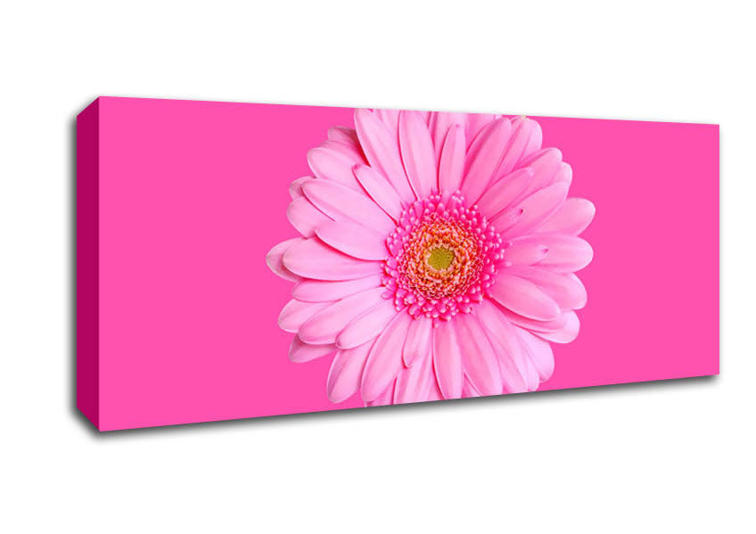 Picture of Baby Pink On Pink Gerbera Panoramic Canvas Wall Art