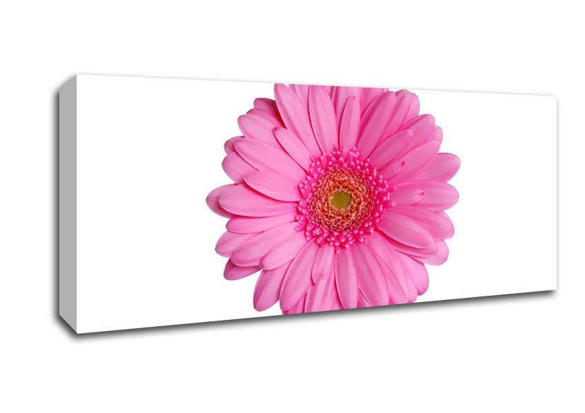 Picture of Baby Pink Gerbera Petals Panoramic Canvas Wall Art