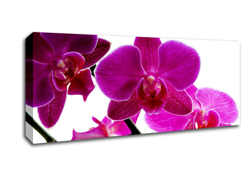 Picture of Cerise Pink Orchid On White Panoramic Canvas Wall Art