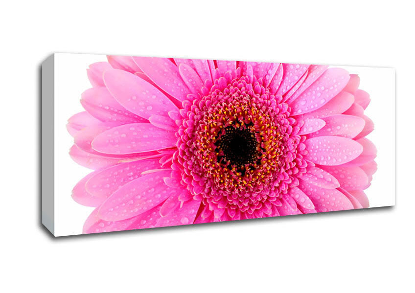 Picture of Baby Pink Dew Drop Gerbera Panoramic Canvas Wall Art