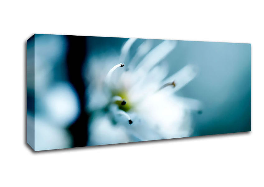 Picture of Apple Blossom Panoramic Canvas Wall Art