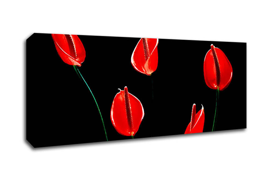 Picture of Beatiful Red Night Flowers Panoramic Canvas Wall Art