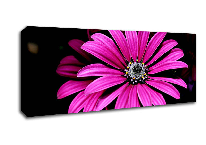 Picture of Cerise Daisy Petals Panoramic Canvas Wall Art