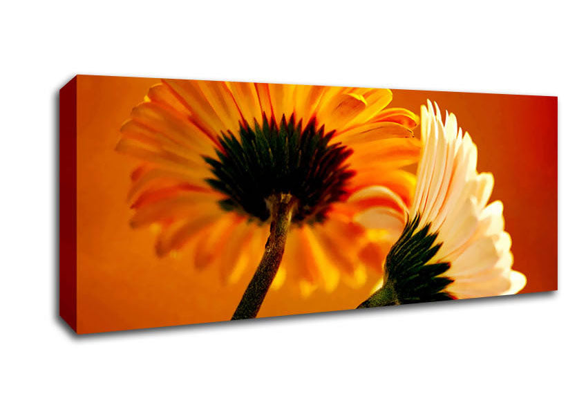 Picture of Behing The Golden Daisies Panoramic Canvas Wall Art