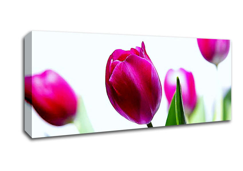 Picture of Cerise Tulip Quads Panoramic Canvas Wall Art