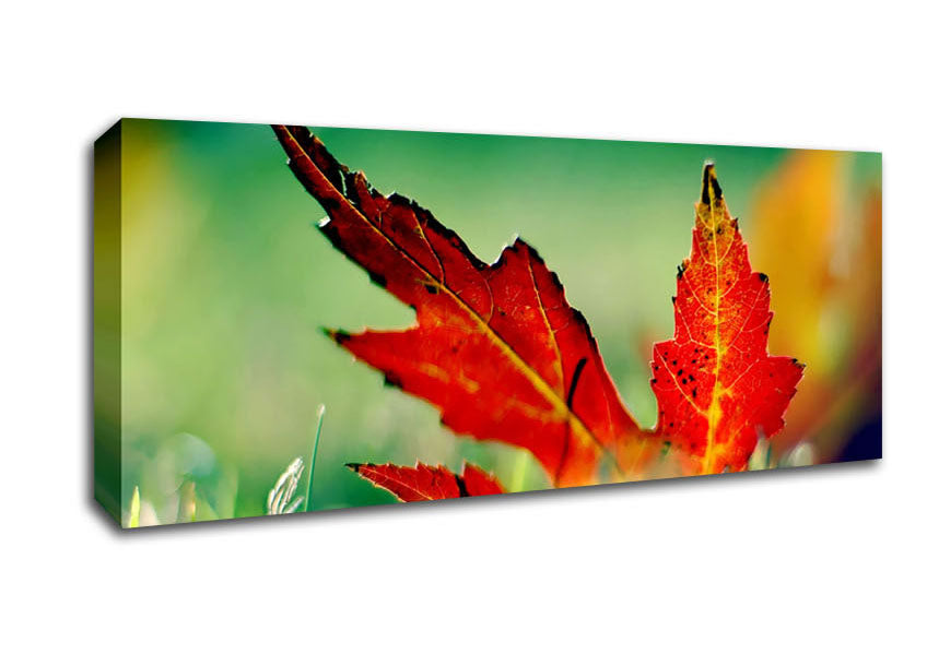 Picture of Autumn Leaf Panoramic Canvas Wall Art