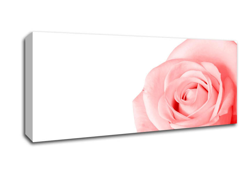 Picture of Baby Pink Rose Panoramic Canvas Wall Art