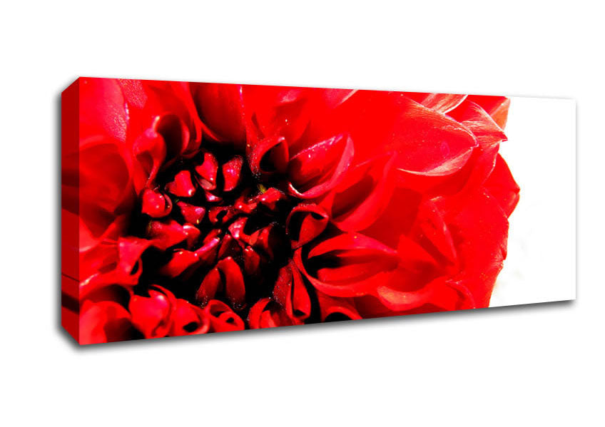 Picture of Carnation In Bloom Panoramic Canvas Wall Art