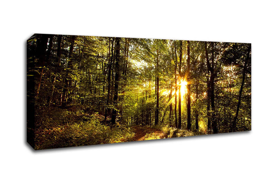 Picture of Forest In Late Afternoon Panoramic Canvas Wall Art