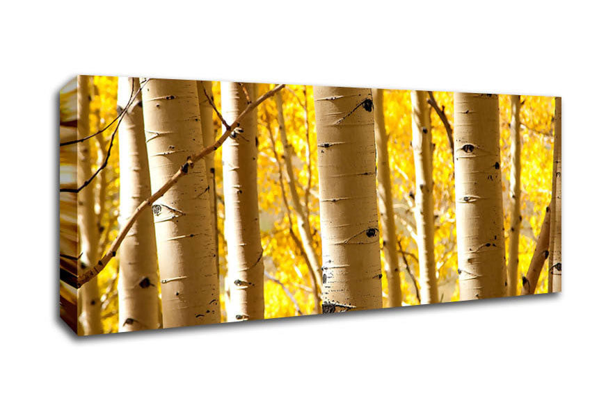 Picture of Birch Trees Panoramic Canvas Wall Art