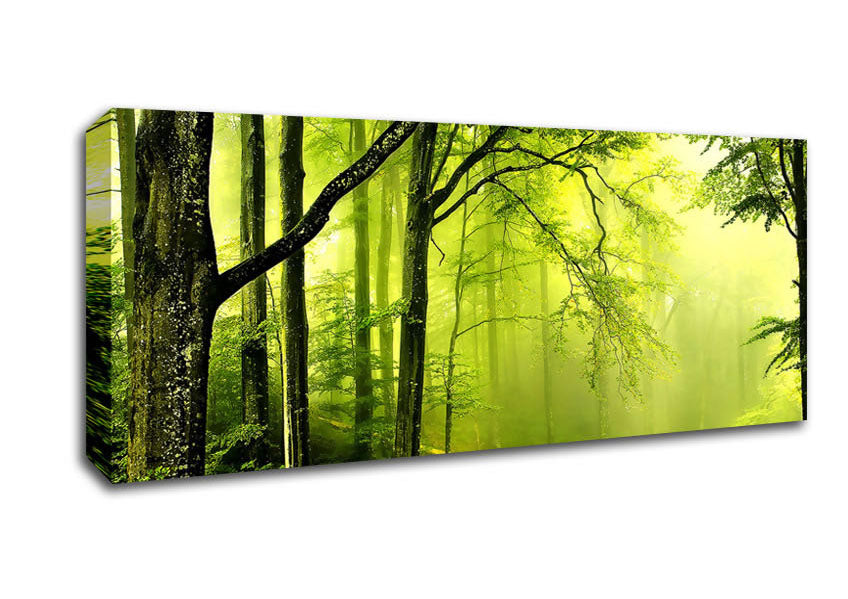 Picture of Beautiful Green Forest Panoramic Canvas Wall Art