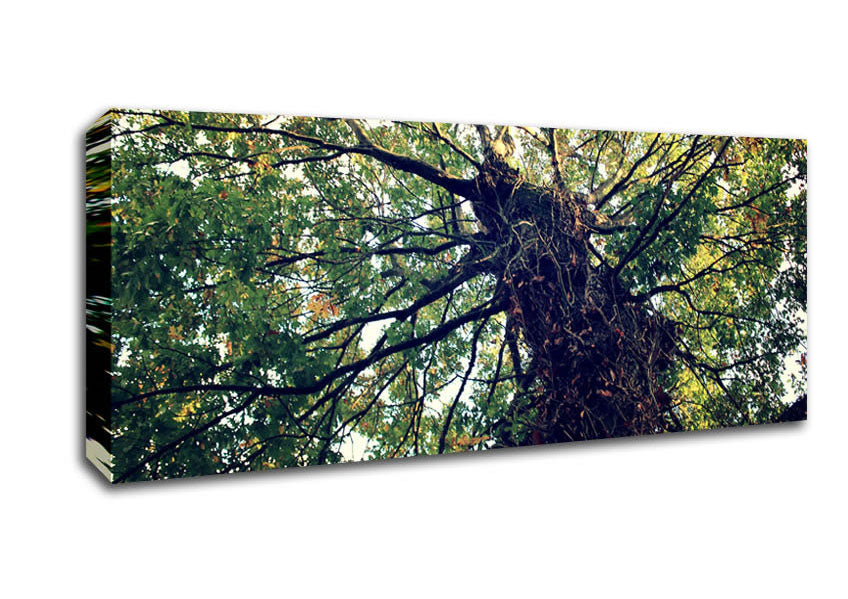 Picture of Ancient Forest Tree Panoramic Canvas Wall Art