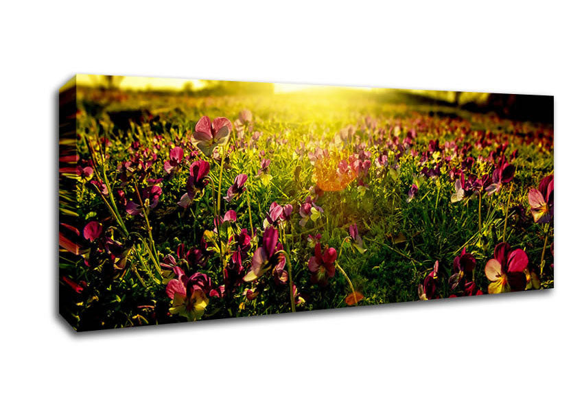 Picture of Sunlight Through Pansies Panoramic Canvas Wall Art