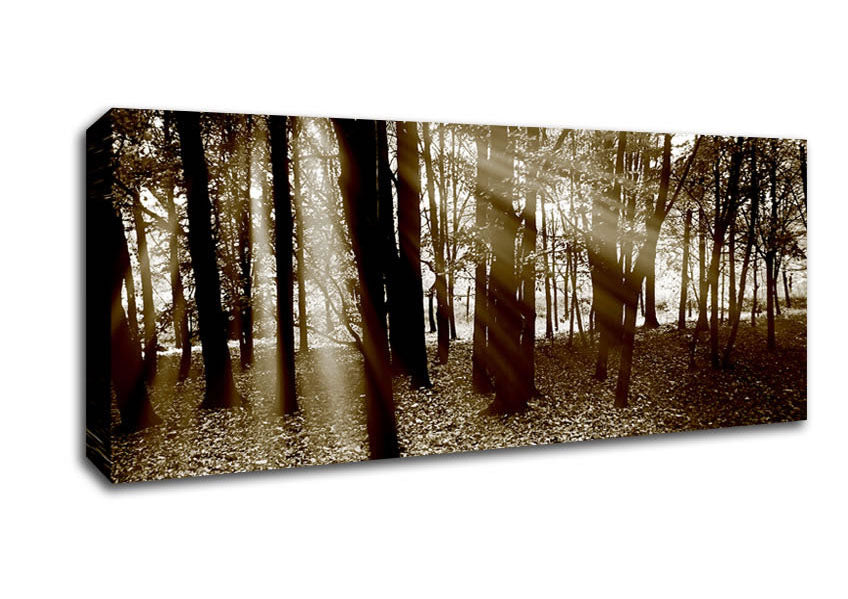 Picture of Sun Beams Through The Chocolate Forest Panoramic Canvas Wall Art