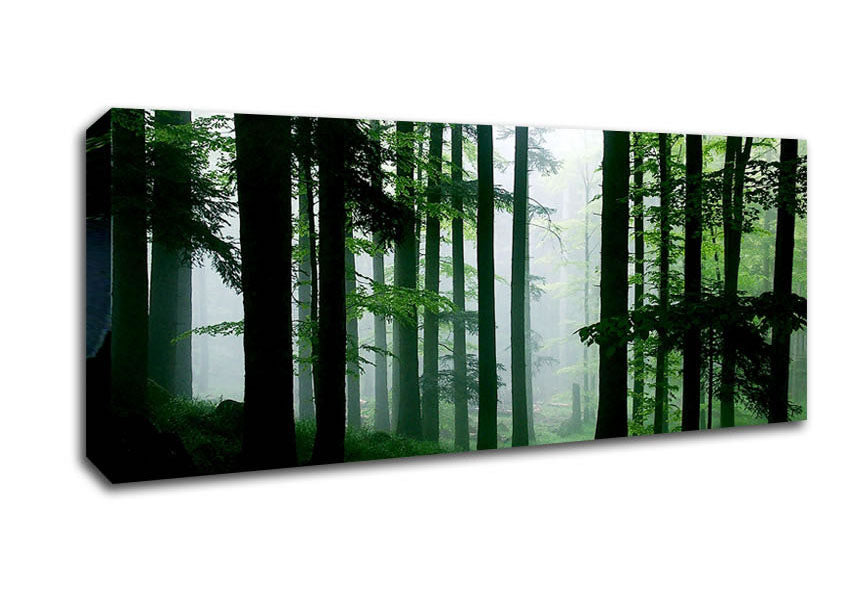 Picture of Emerald Forest Mist Panoramic Canvas Wall Art