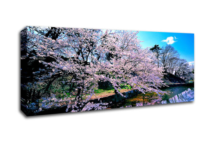 Picture of Cherry Blossom Trees Panoramic Canvas Wall Art