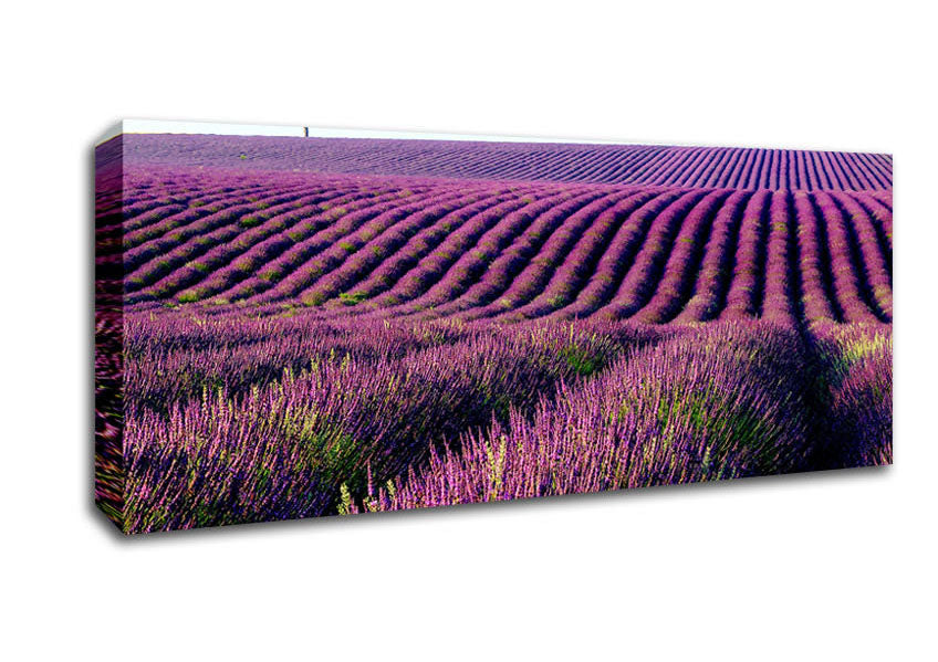 Picture of Summer Lavender Fields Panoramic Canvas Wall Art