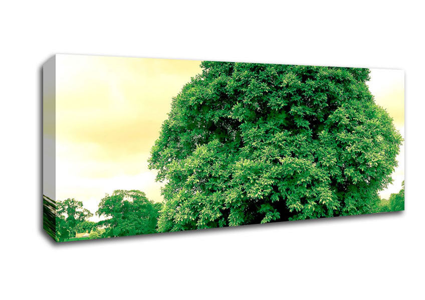 Picture of Green Tree Panoramic Canvas Wall Art