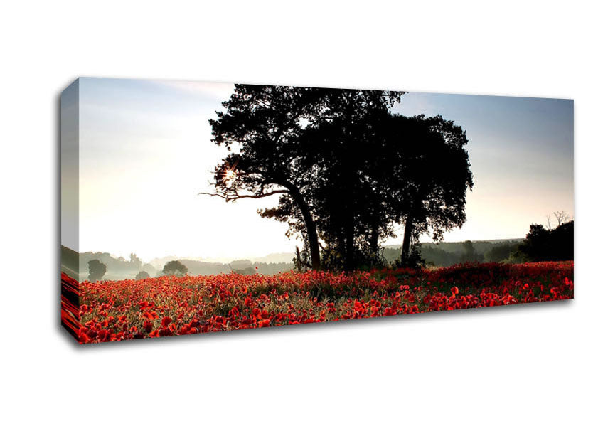 Picture of Sunset Poppy tree Panoramic Canvas Wall Art