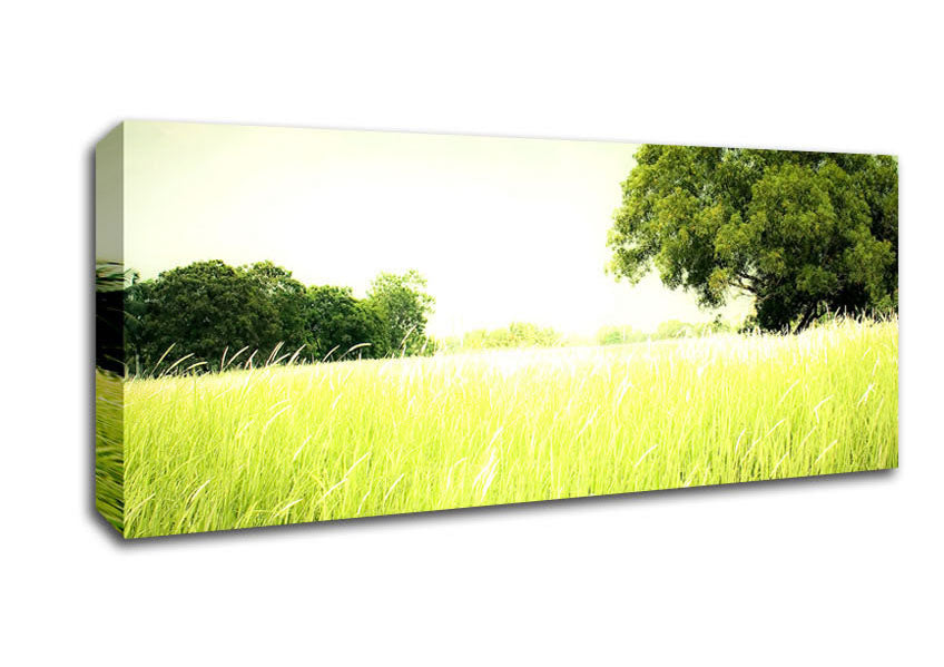 Picture of Summer Field Grass Panoramic Canvas Wall Art