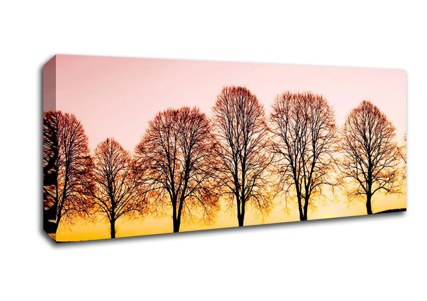 Picture of Beech Trees At Sunrise Panoramic Canvas Wall Art